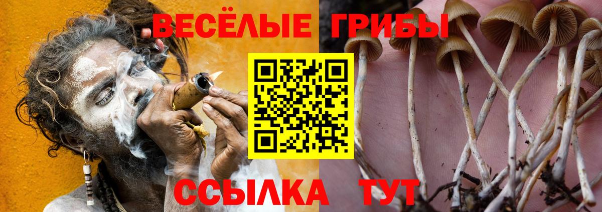 Избербаш  Псилоцибиновые грибы GOLDEN TEACHER  Вход с VPN 