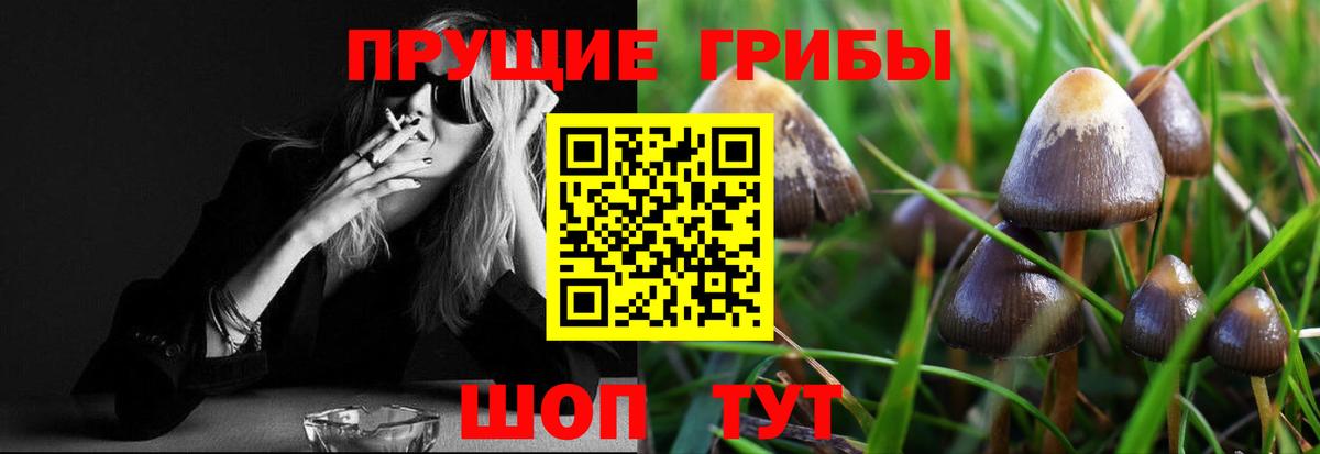 Псилоцибиновые грибы Cubensis Избербаш